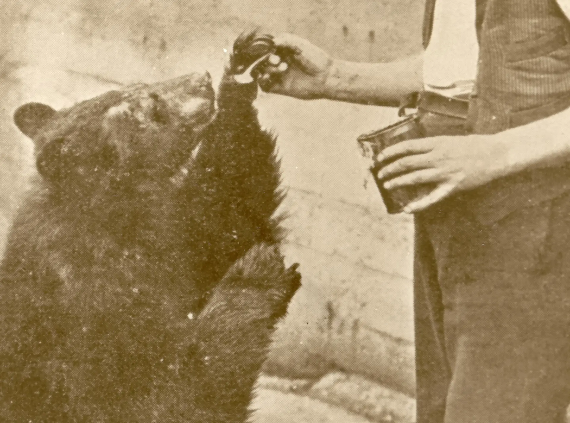 A black and white photograph of Winnie the bear being fed by a zookeeper 