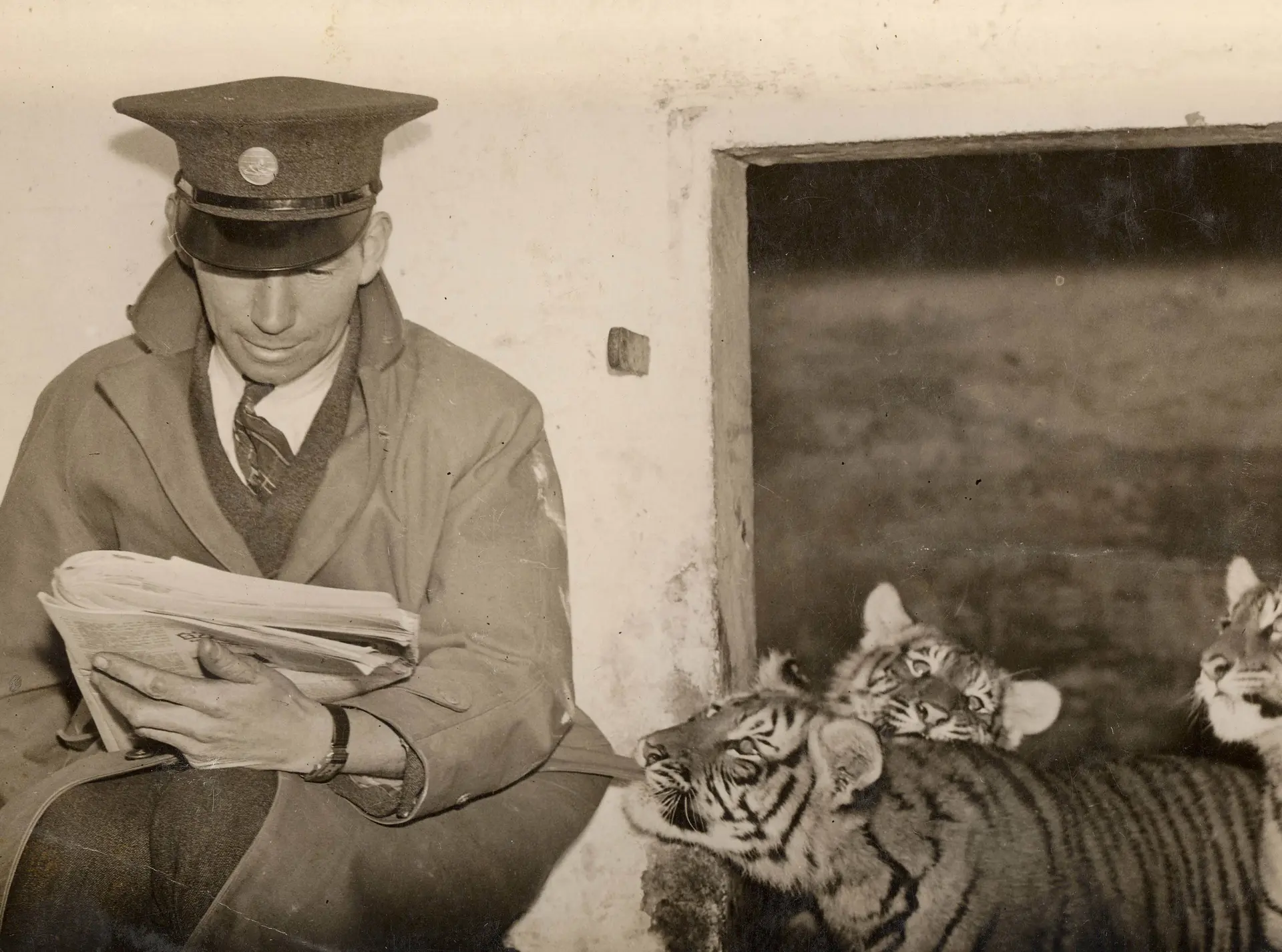 A black and white photo of a tiger keeper and tiger cubs