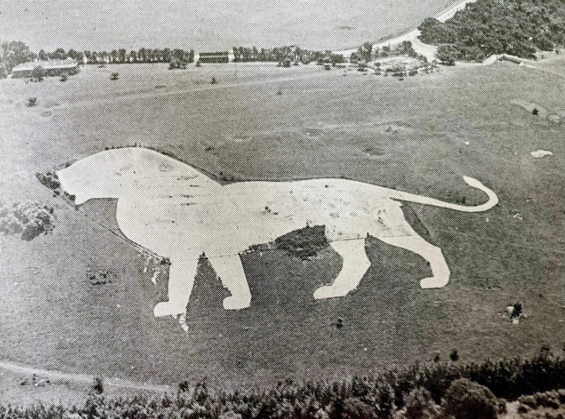 A black and white photograph of the white lion at Whipsnade Zoo