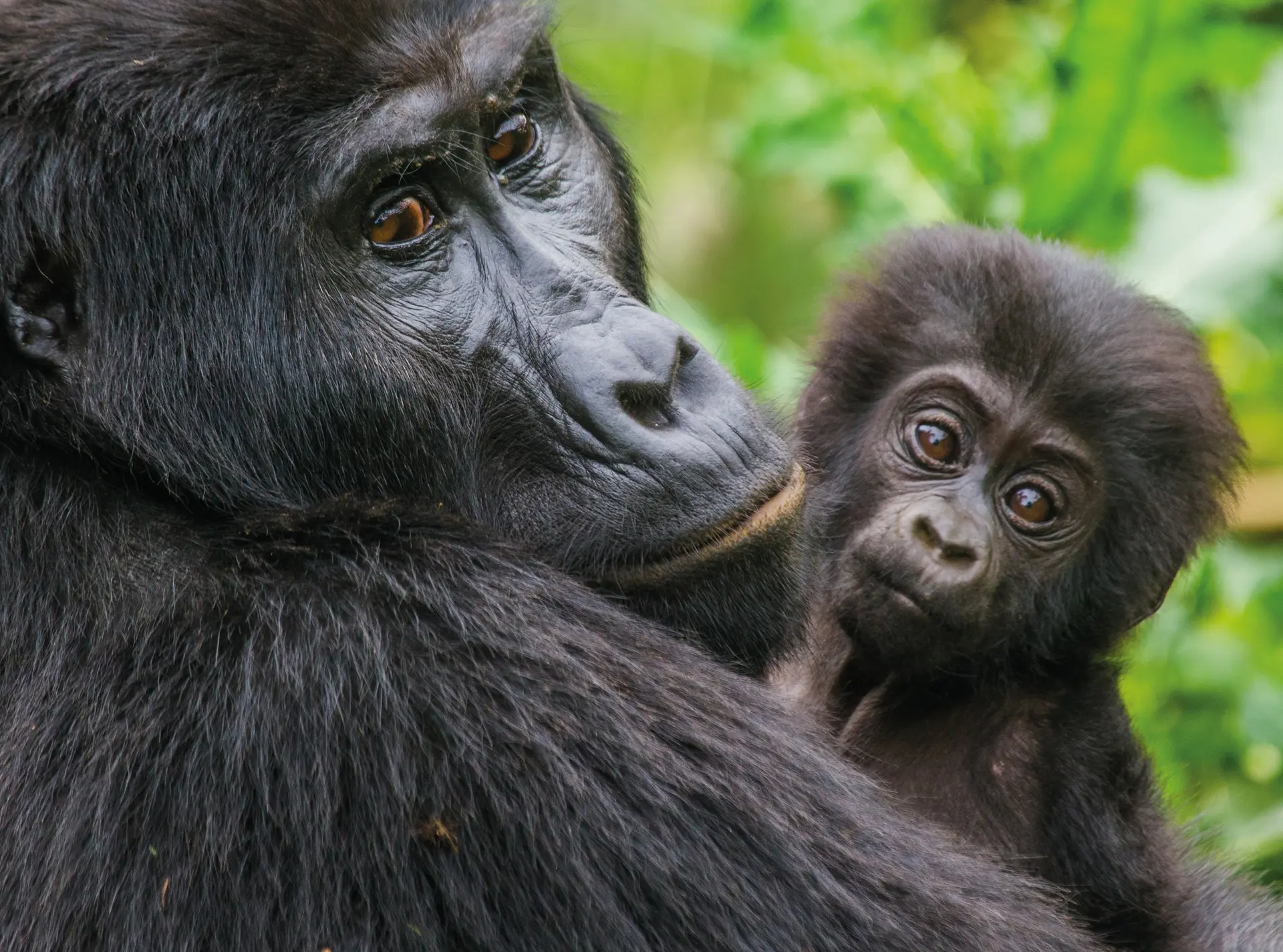 Mother and baby Mountain gorilla