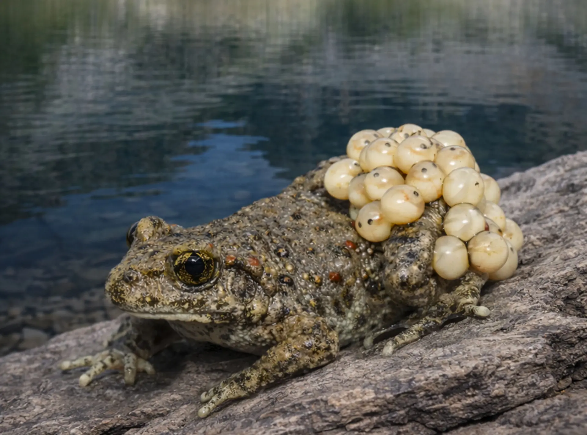 A common midwife toad in the Pyrenees