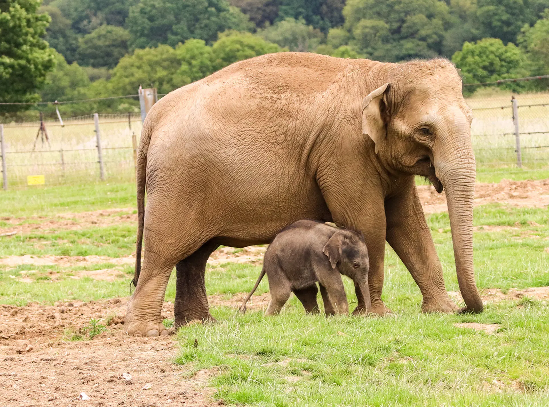 An elephant calf with his mum in a grassy paddock