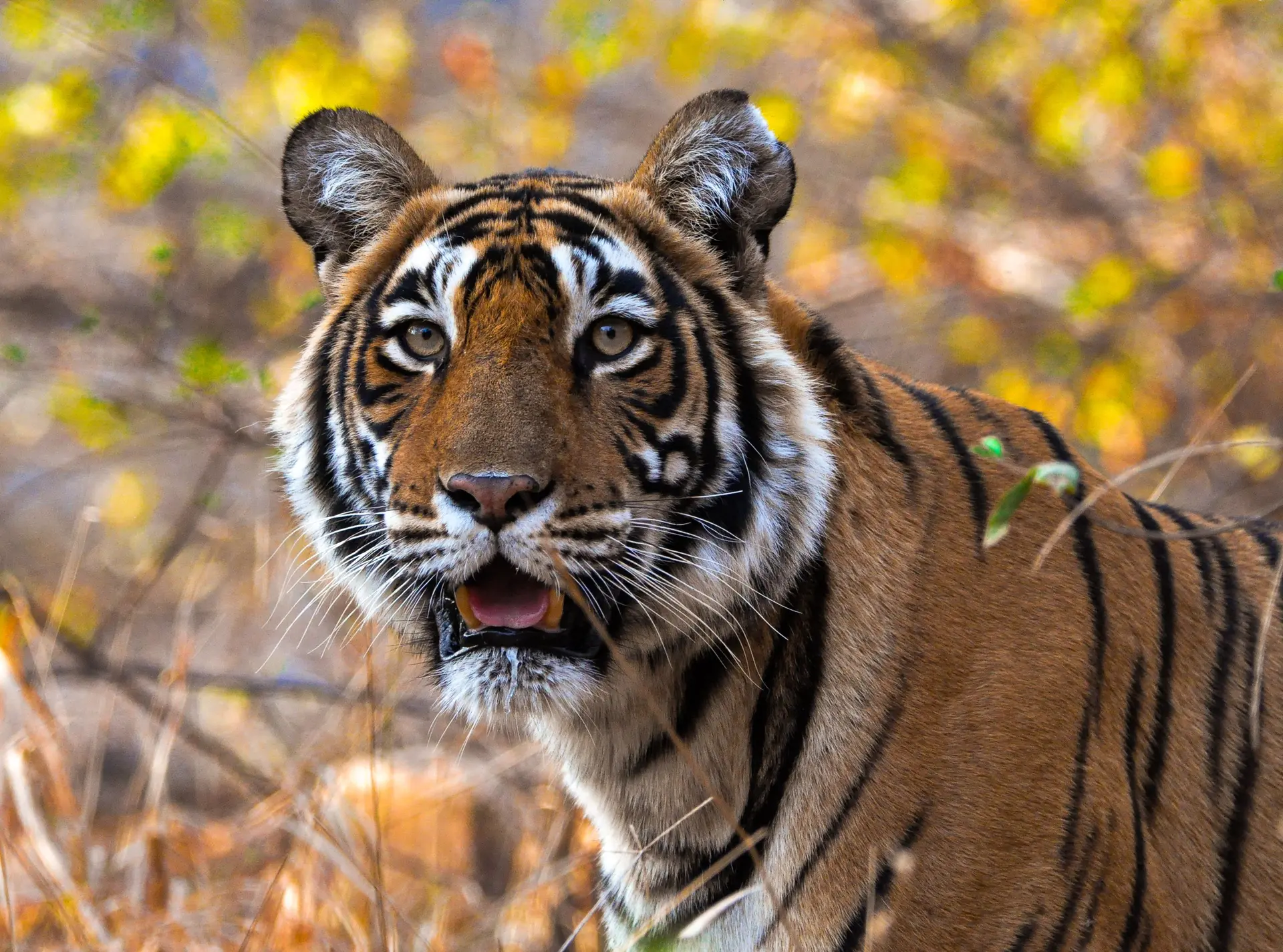 Tiger portrait photo
