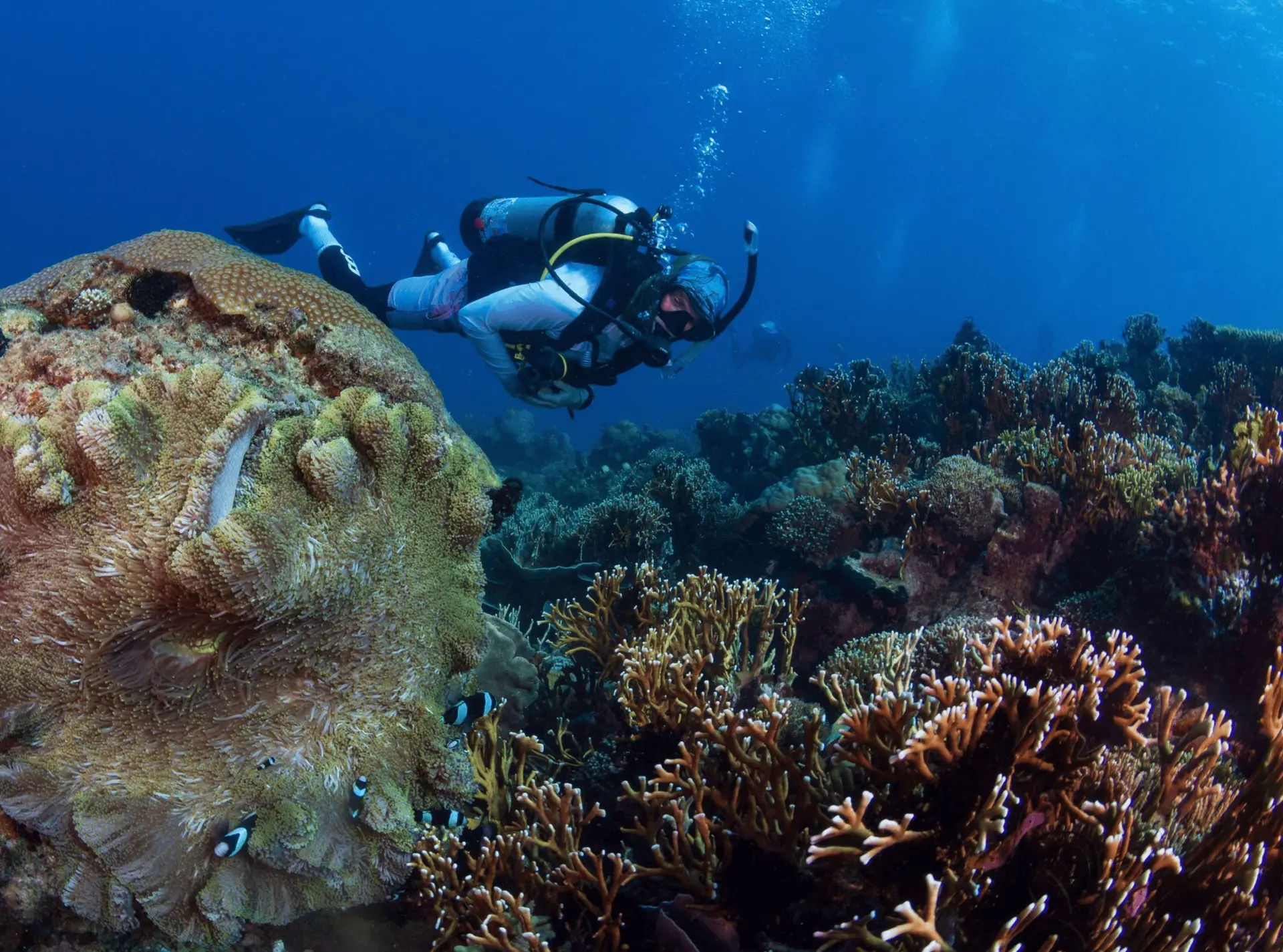 Scuba diver swimming through coral reef