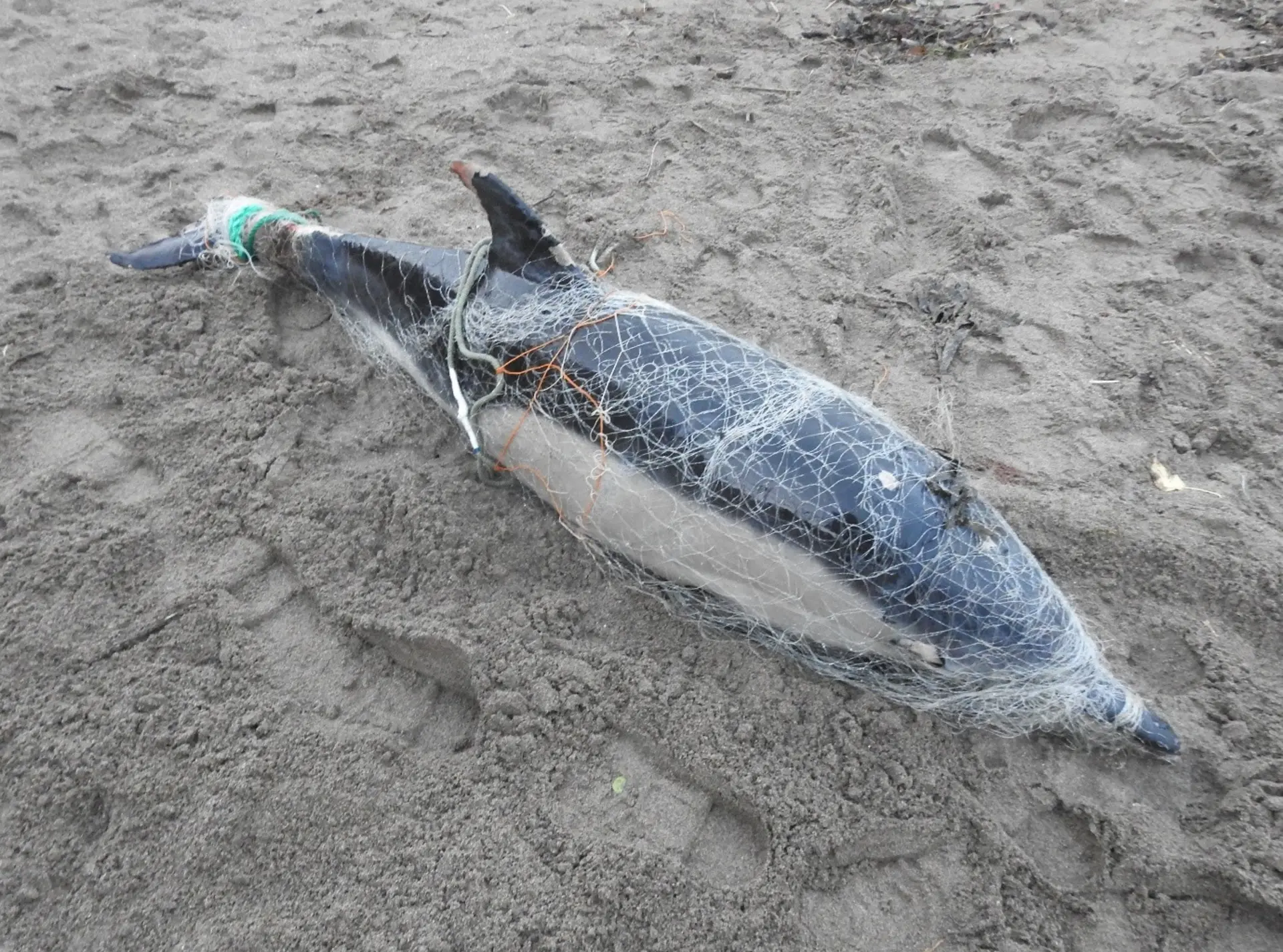 Stranded common dolphin in monofilament fishing net