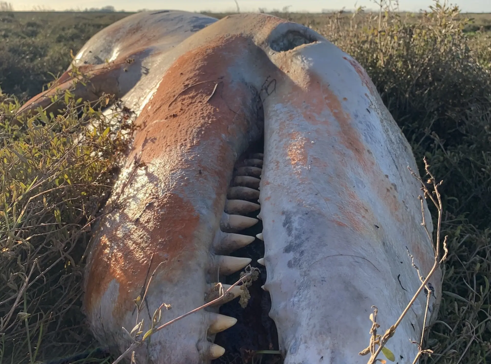 Killer whale stranded at Holbeach