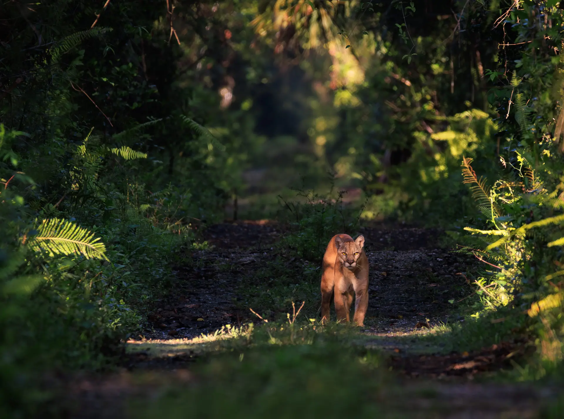 BES Capturing Ecology Path of the Panther