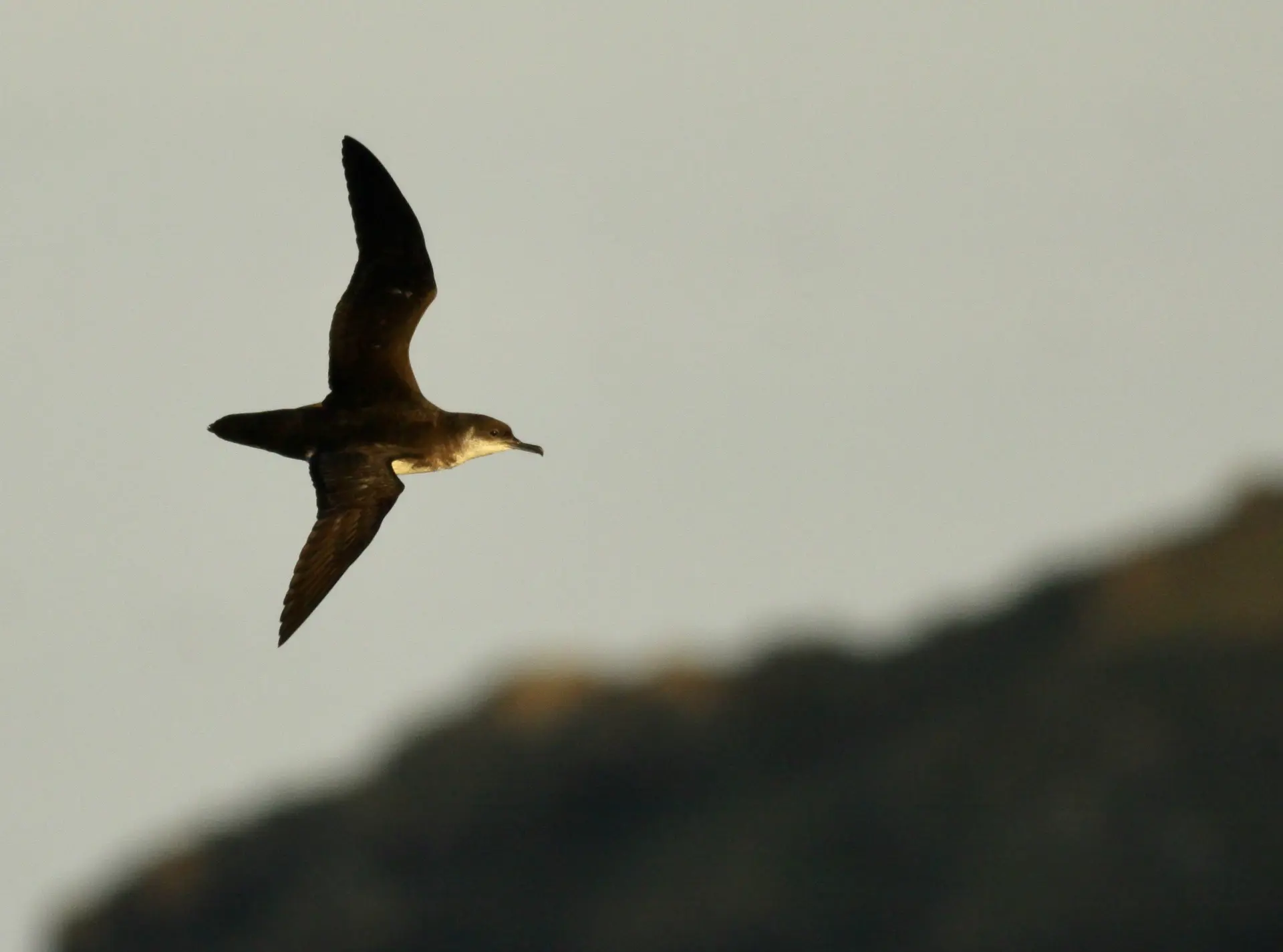 Manx sheerwater flying 