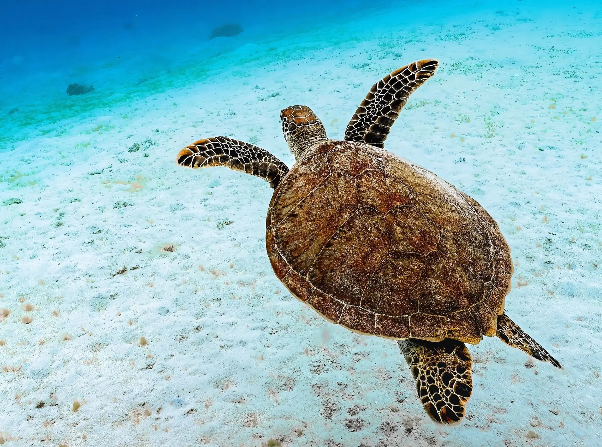 Green sea turtle