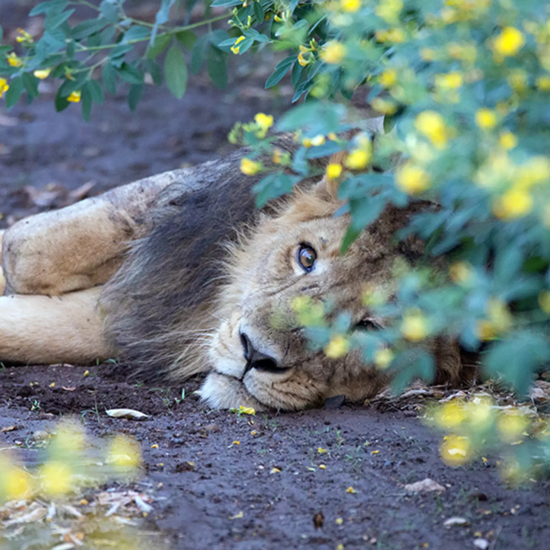 Asiatic lion male lying down in wild at a chickpea field