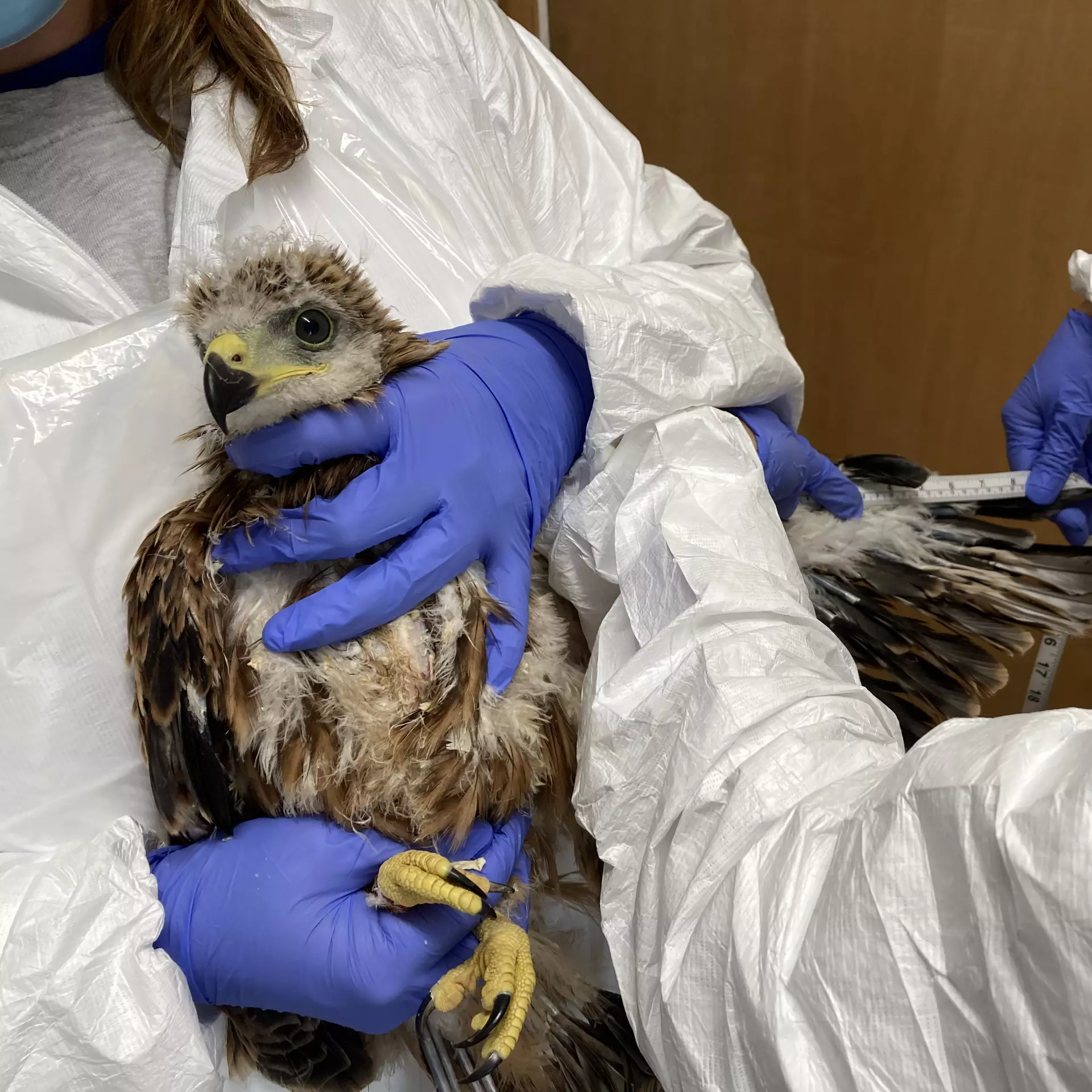 Red kite health check by ZSL scientists 