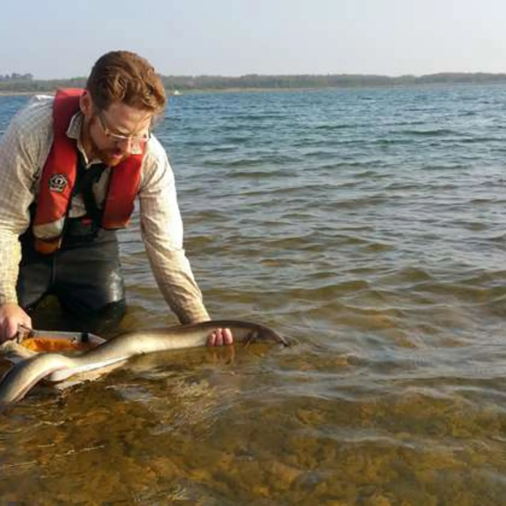 Dr Adam Piper releasing a silver eel back into a reservoir.jpg