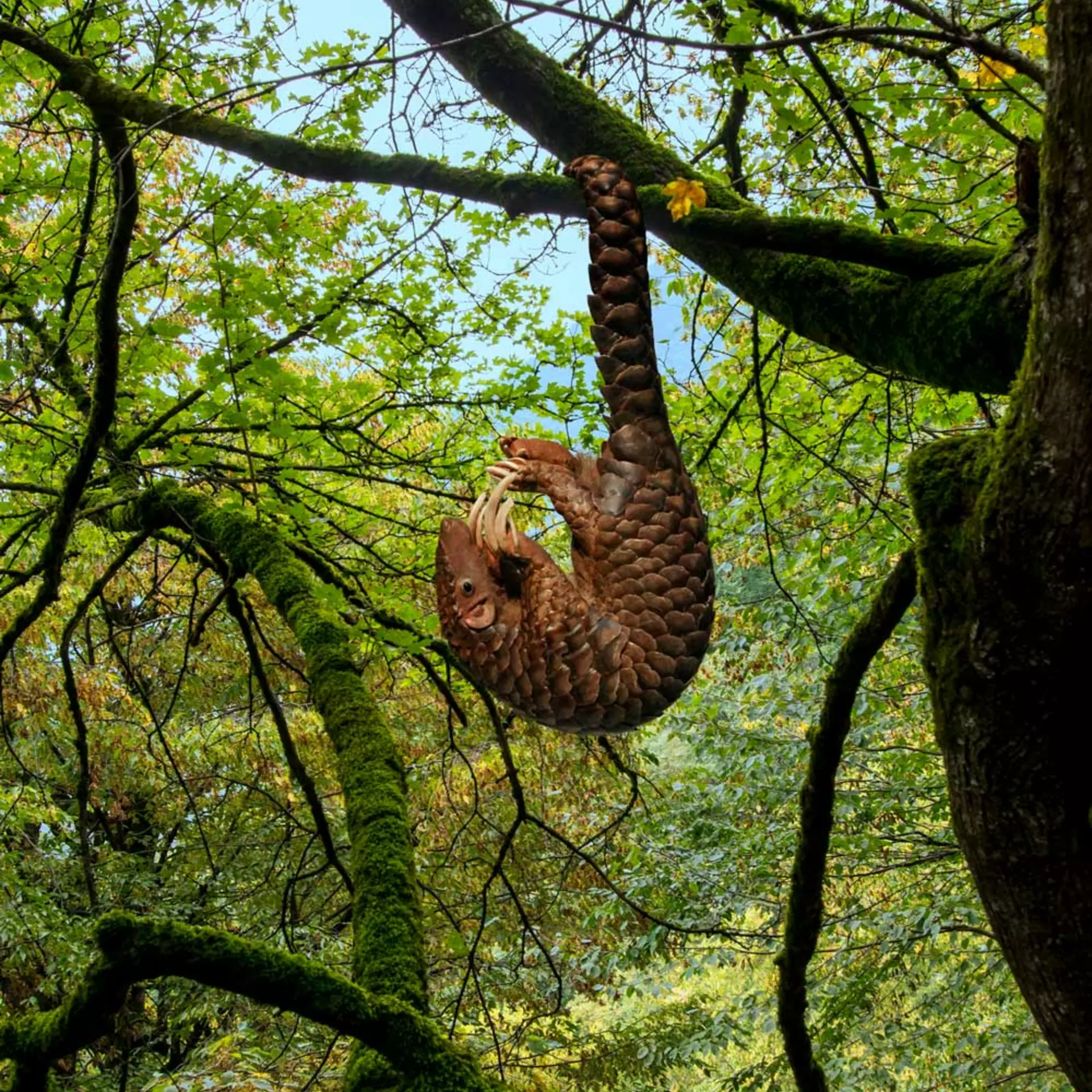 Pangolin hanging to tree by tail in mossy forest 