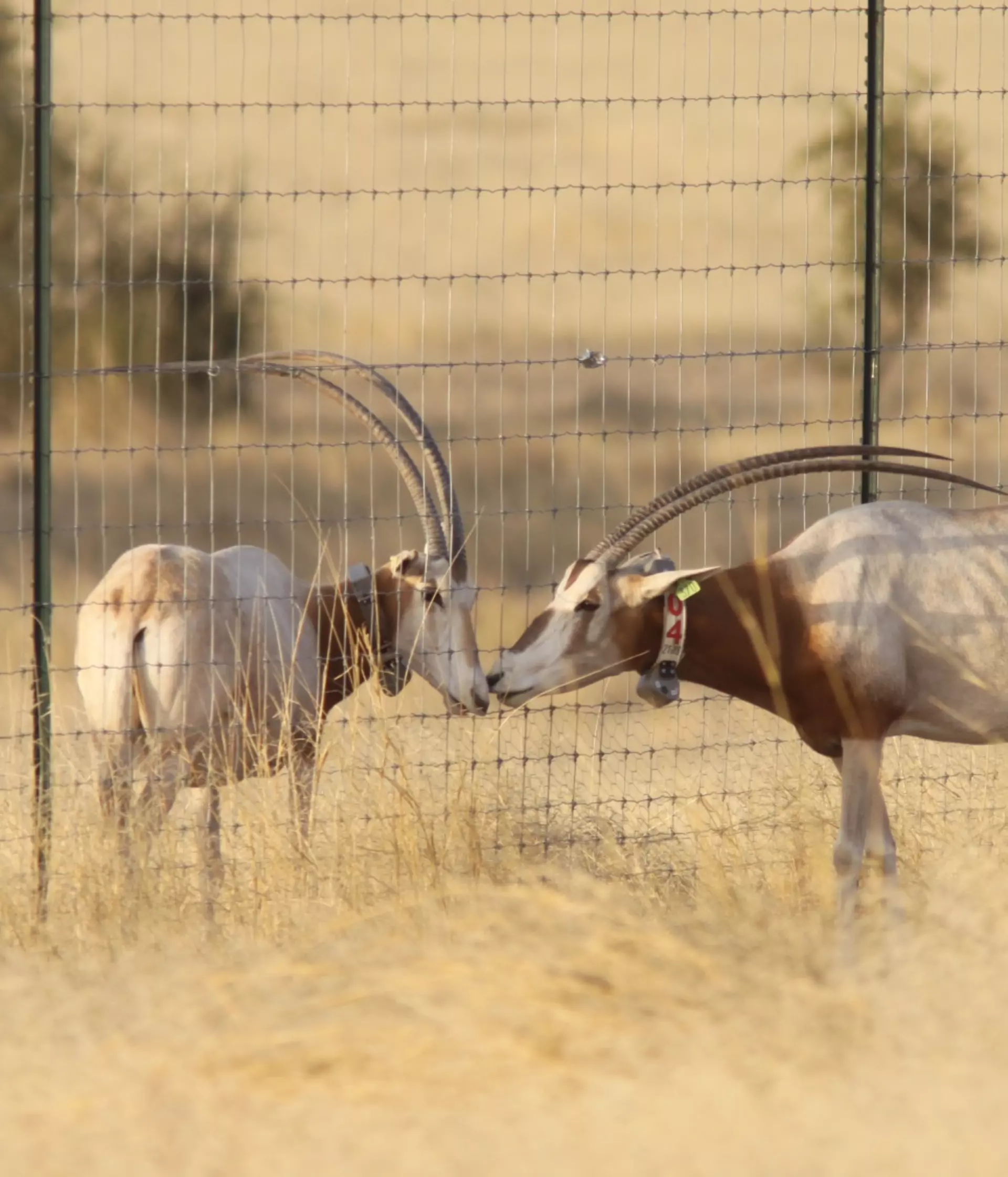 Scimitar-horned oryx returns to Sahara | ZSL