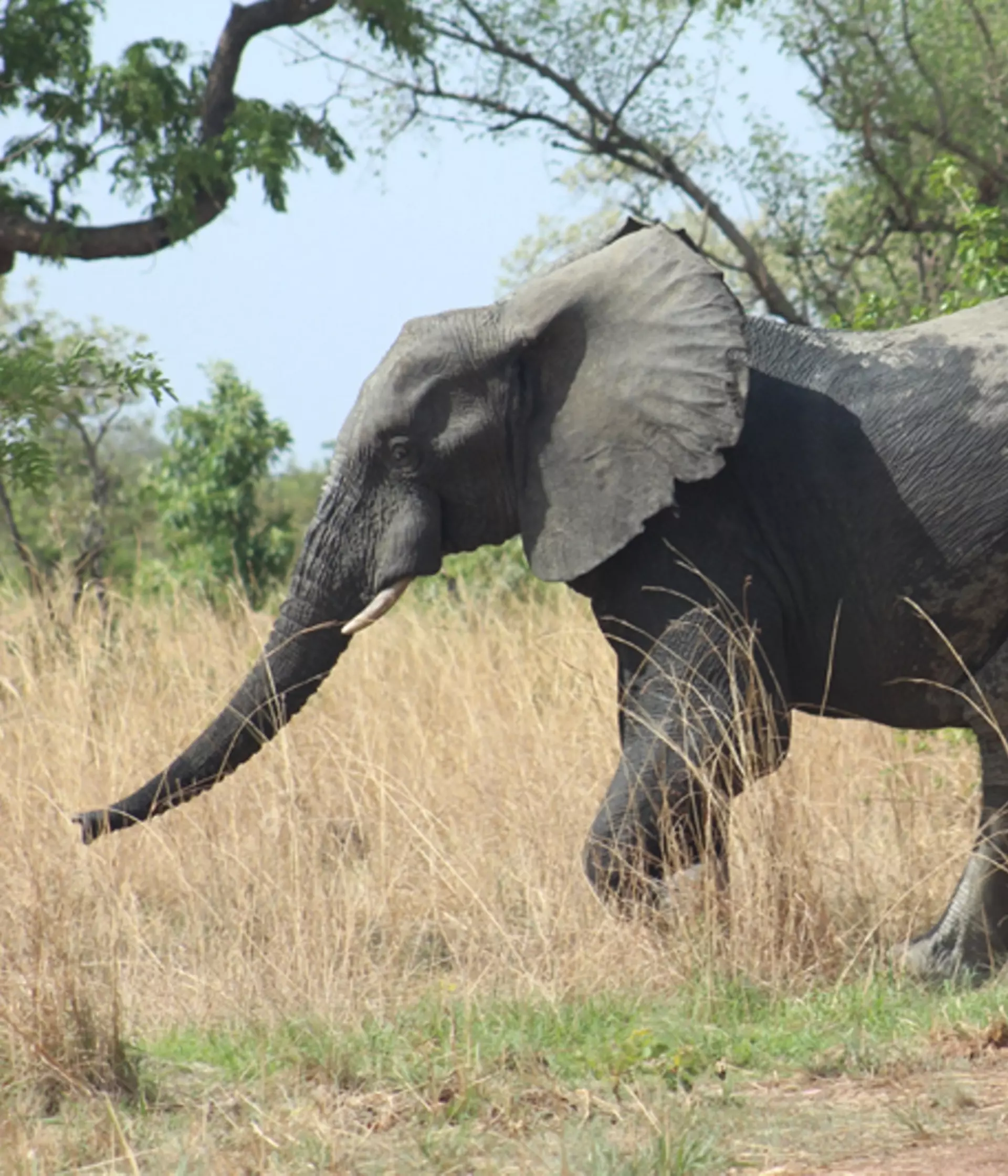 West African carnivores and elephants in the savannah | ZSL