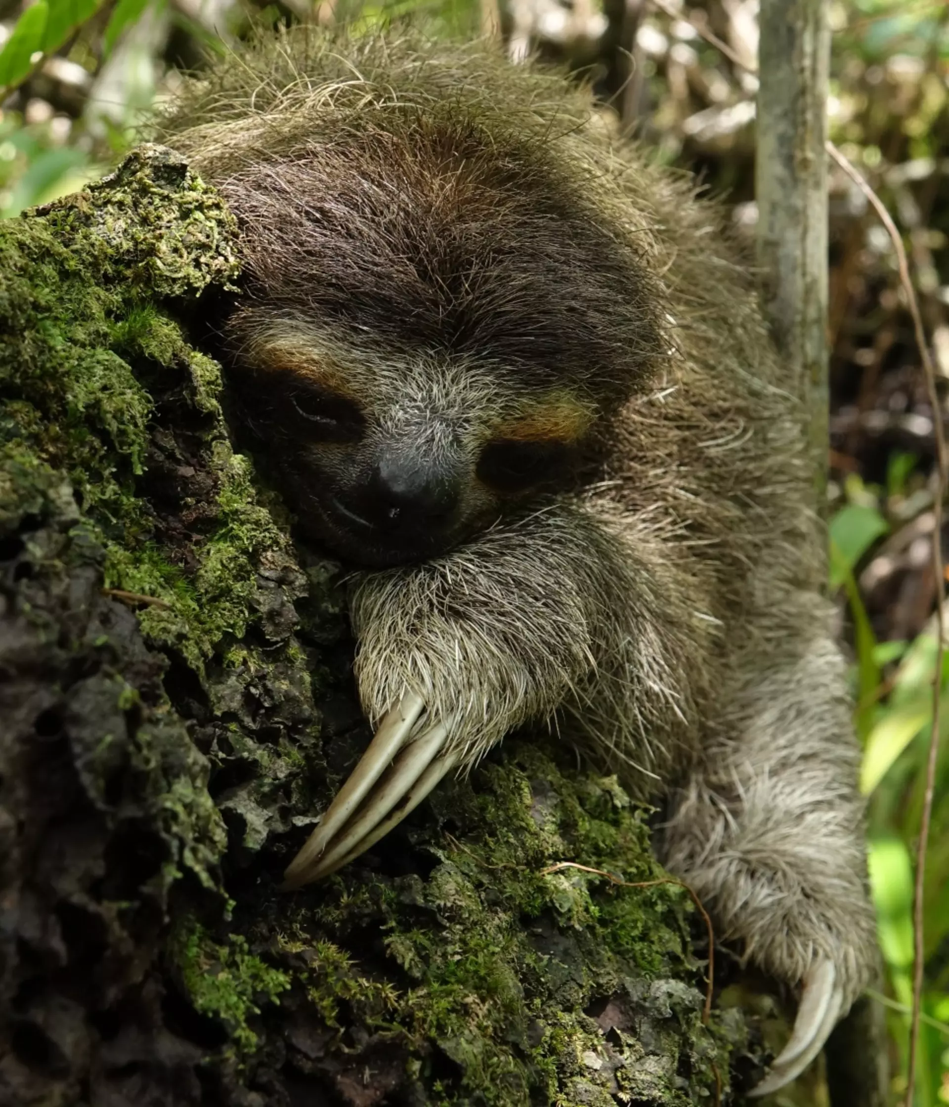 Pygmy three-toed sloth conservation | ZSL