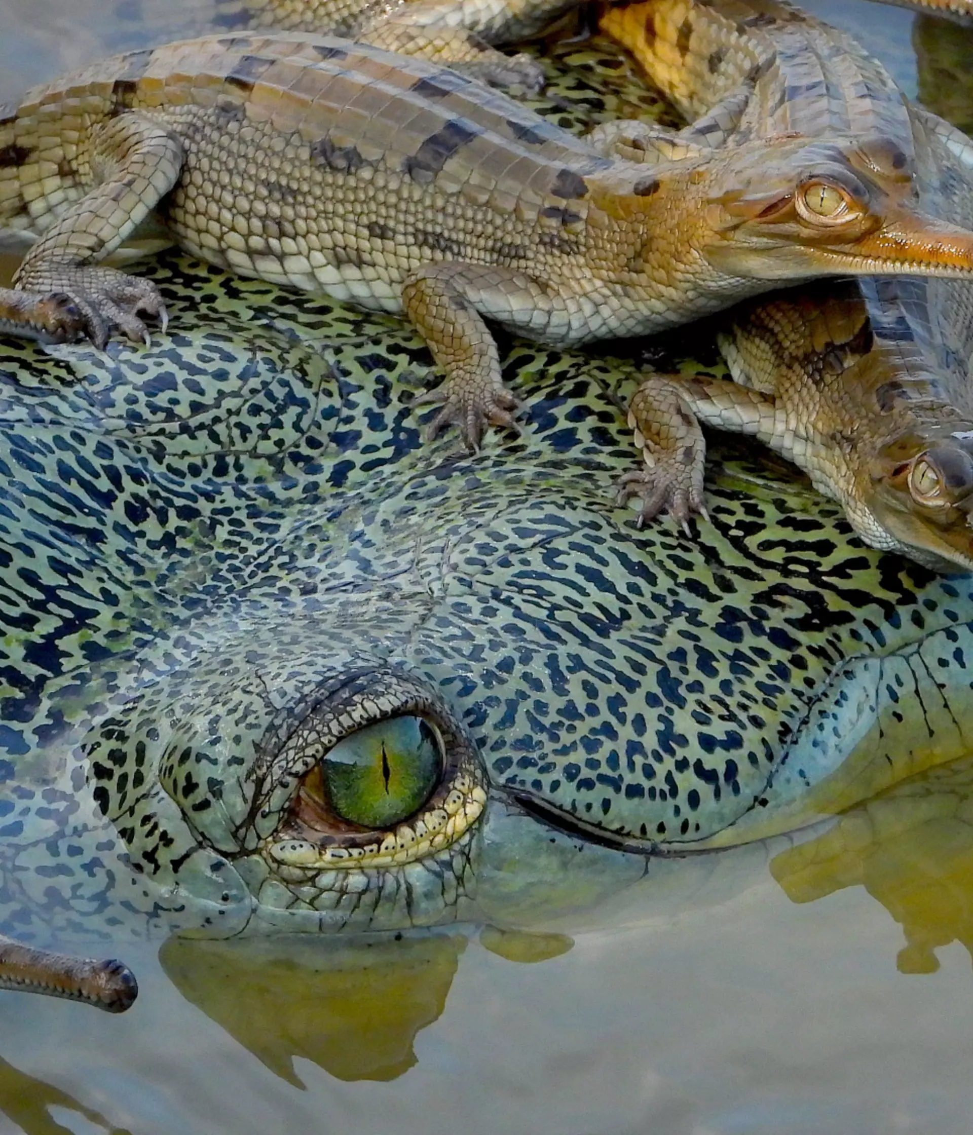 Monsoon, Umbrellas and Gharials: what can conservation of the world's ...