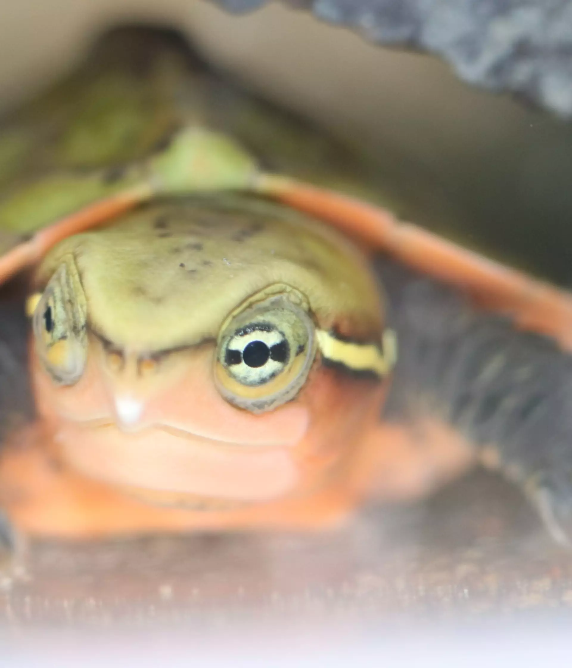 Three new baby big-headed turtles hatch at London Zoo | ZSL