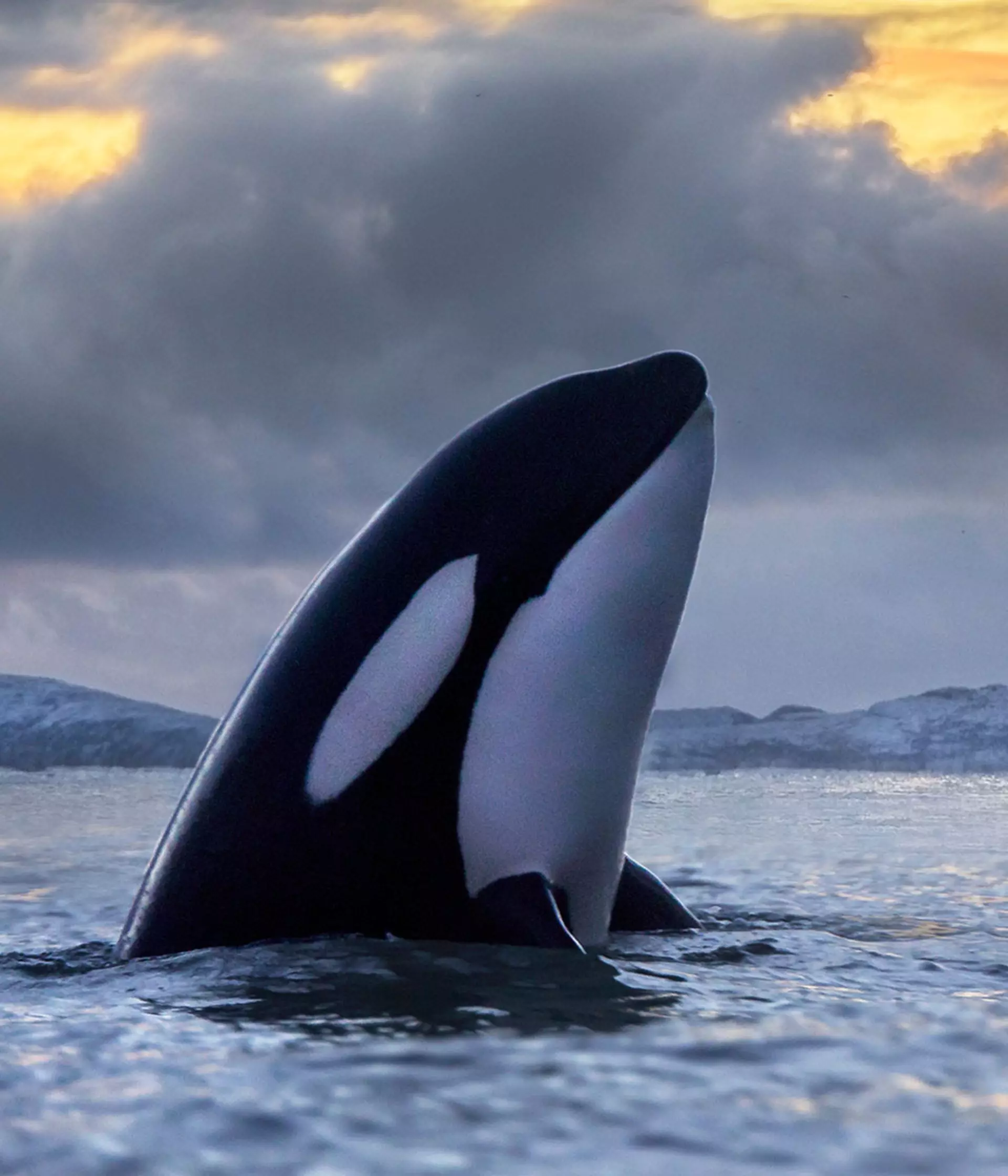 PCB pollution threatens to wipe out killer whales | ZSL