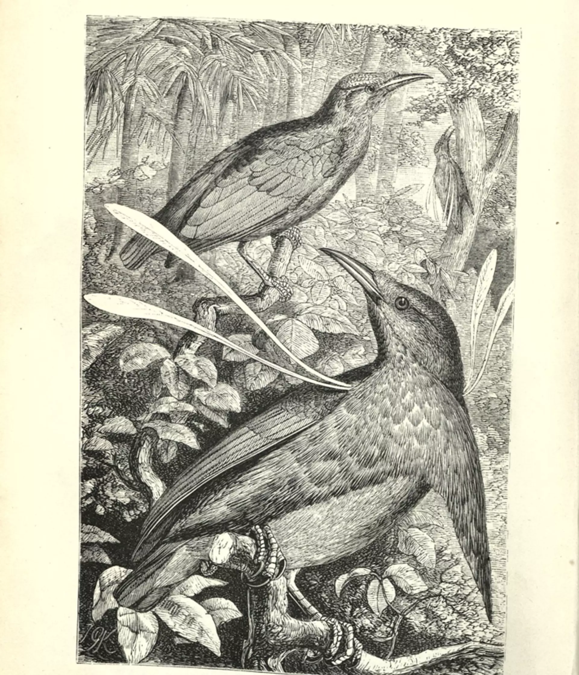 Alfred Russel Wallace and colonialism | The Zoological Society of London