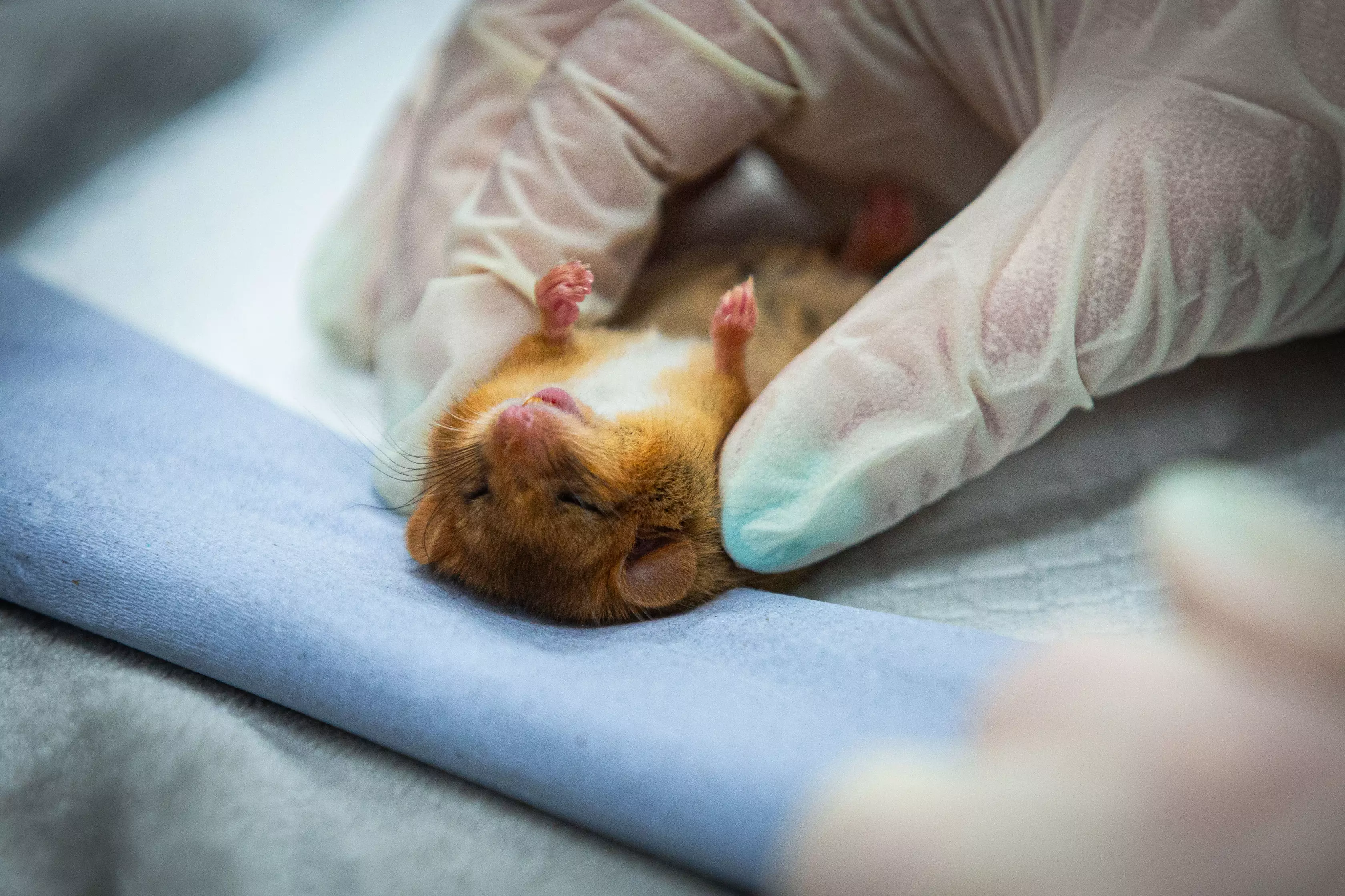 Clean bill of health for tiny hazel dormice | The Zoological Society of ...