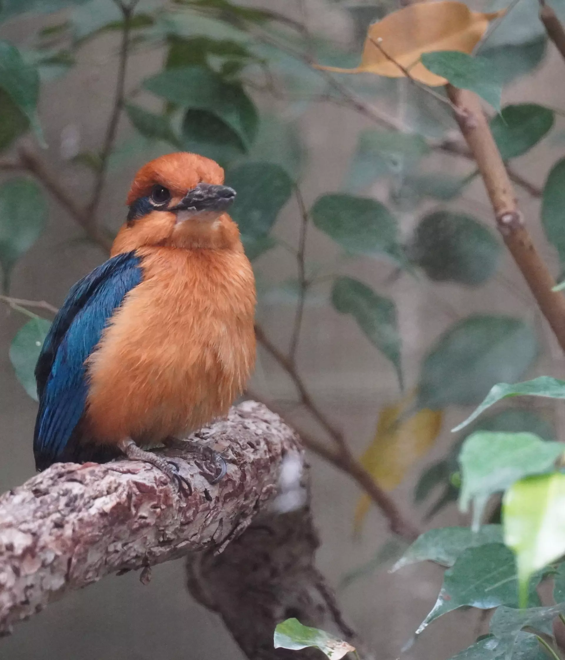 Extinct in the wild birds head to new home ahead of wild release | The ...