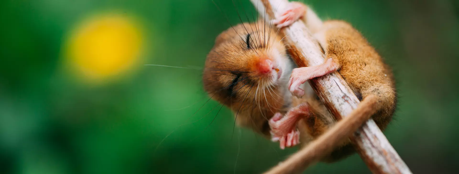 Hazel dormouse | ZSL