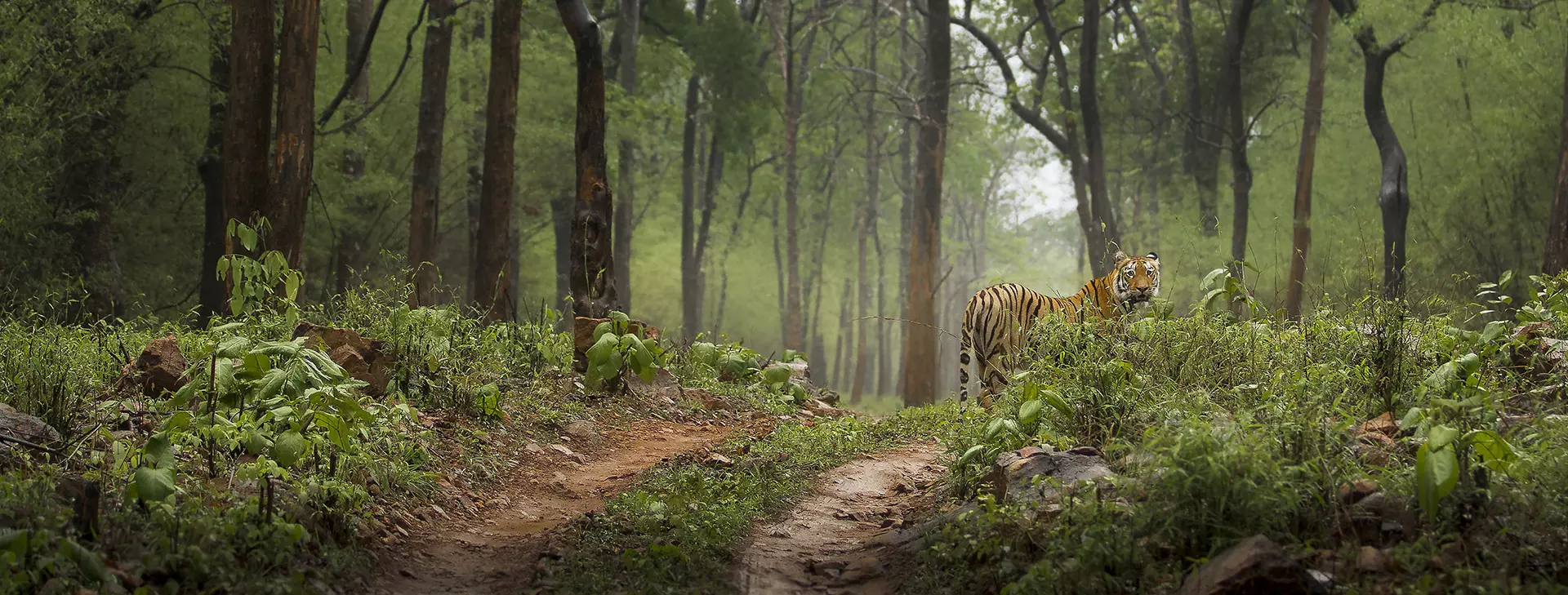 Tiger conservation success in 2023