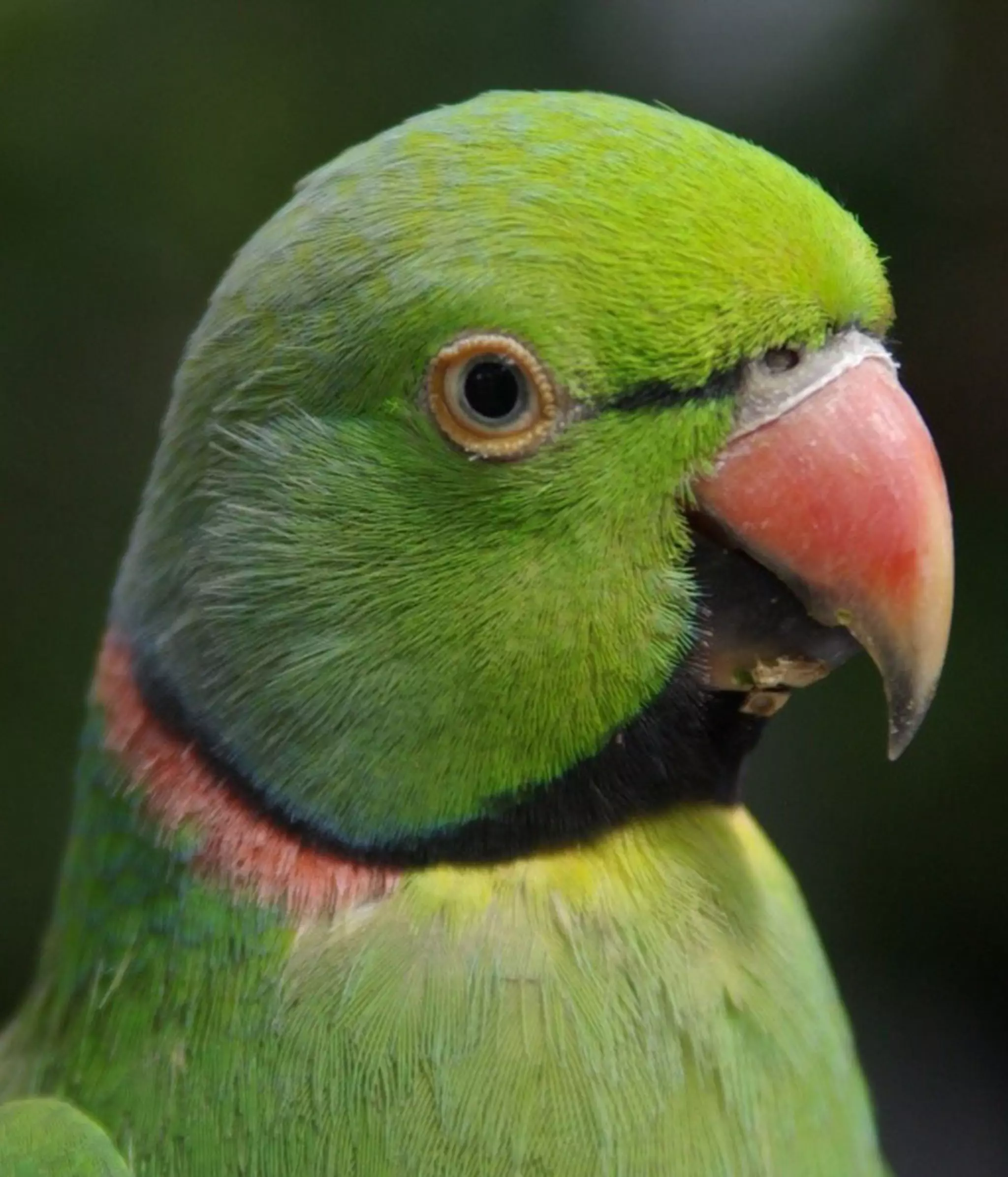 Echo parakeet management programme | ZSL