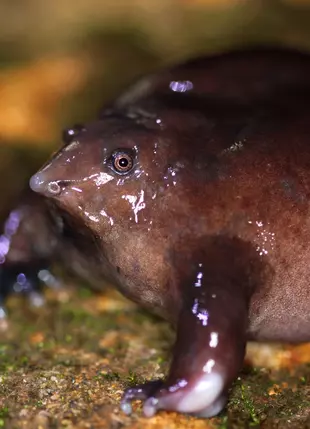 Animals on the EDGE of Existence | ZSL Animals on the EDGE of Existence | ZSL