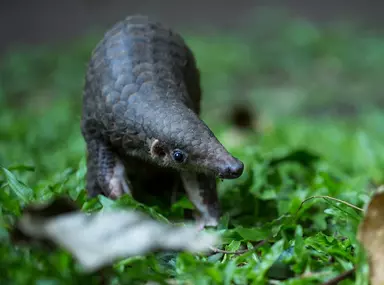 Pangolins In The Philippines | The Zoological Society Of London