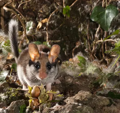 Hazel Dormouse ZSL hazel-dormouse-zsl