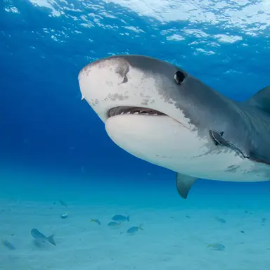 Tiger shark in bright blue ocean with other smaller fish around it