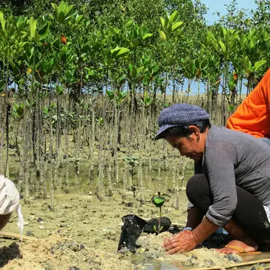 Two people planting mangrove trees as part of ZSL restoration project.