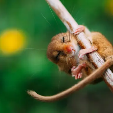 Hazel dormouse hanging on twig with eyes-closed