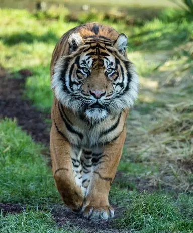 Sumatran tiger | ZSL