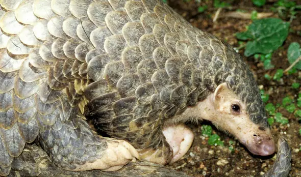 Pangolins in the Philippines | The Zoological Society of London