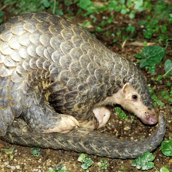 Pangolins in the Philippines | The Zoological Society of London Pangolins in the Philippines | The Zoological Society of London