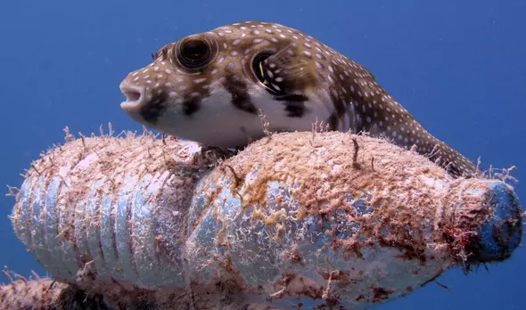 Marine and freshwater | ZSL Marine and freshwater | ZSL