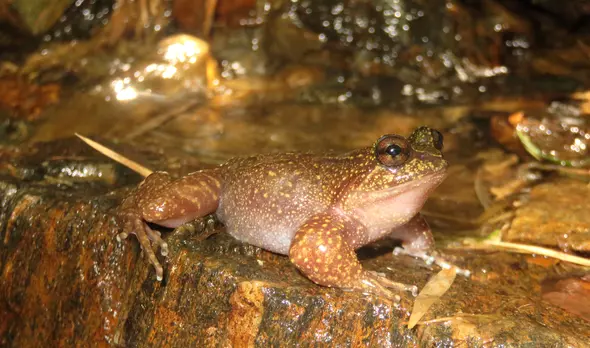 Toothed toad found in Vietnam's 'froggy hotspot' described in