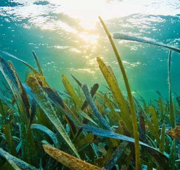 https://cms.zsl.org/sites/default/files/styles/responsive/public/592/560/1/2022-09/1%20-%20Seagrass%20meadow%20%28c%29%20Benjamin%20Jones%2C%20Stockholm%20University%20web%20ratio.JPG