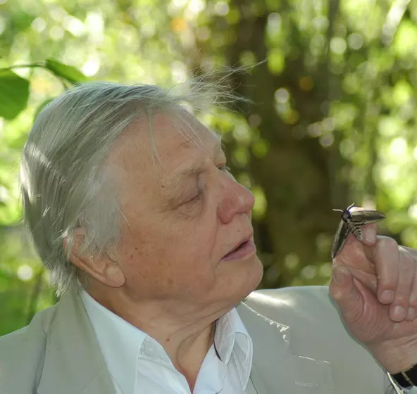 David Attenborough with a moth on his finger with greenery in the background