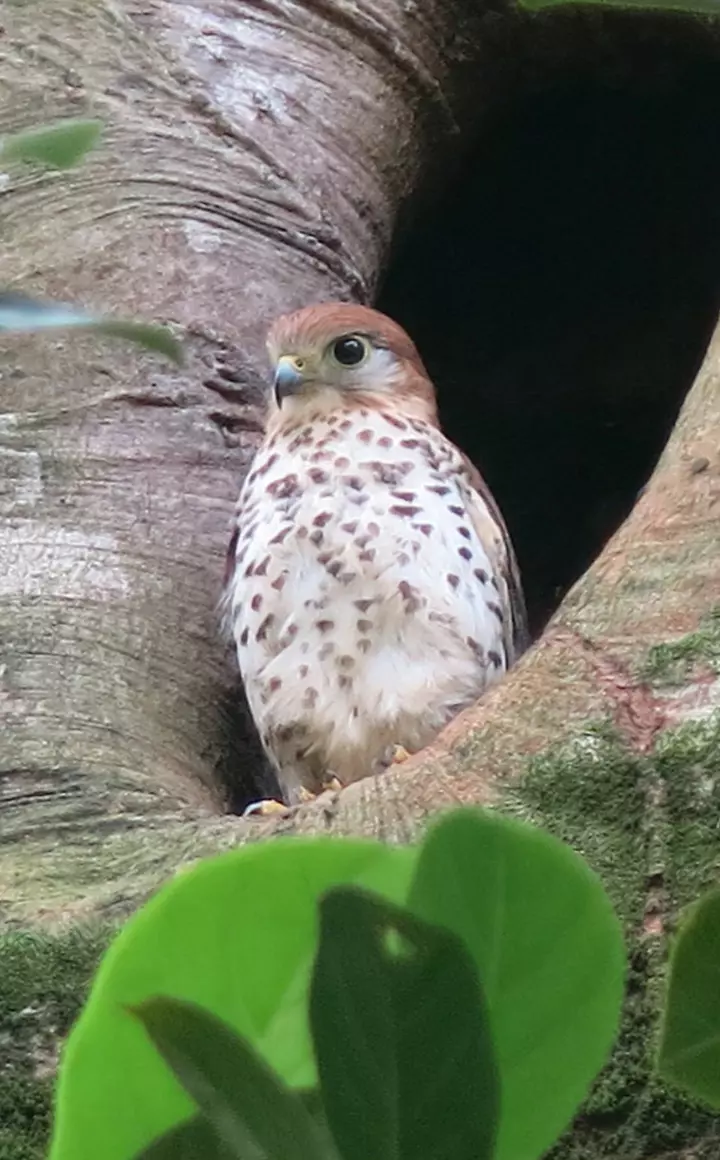 New hope for recovery of endangered Mauritius Kestrel | ZSL