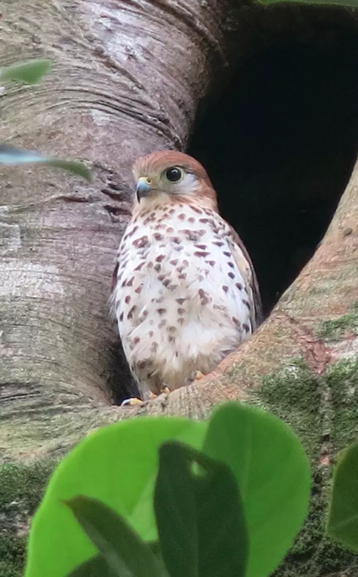 New hope for recovery of endangered Mauritius Kestrel | ZSL New hope for recovery of endangered Mauritius Kestrel | ZSL