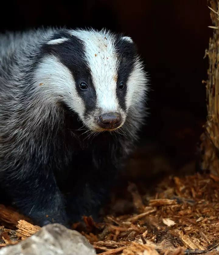 THE TEAM - The Badger Project