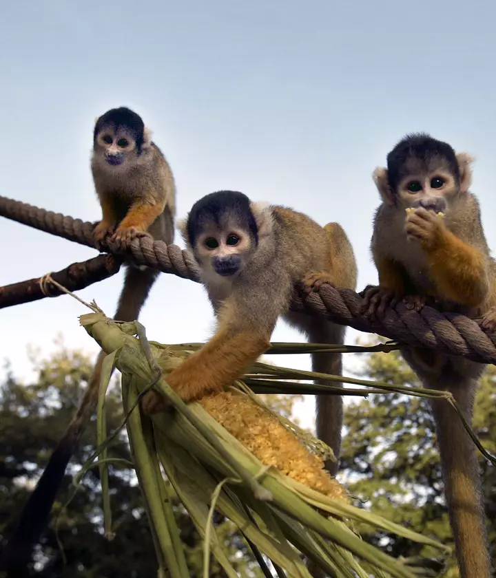 The Case for Zoos: A Scientist's Perspective | ZSL The Case for Zoos: A Scientist's Perspective | ZSL