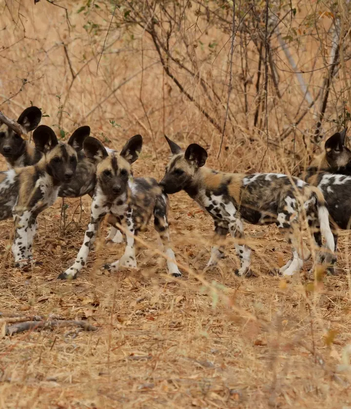 Endangered Wild Dogs Rely on Diverse Habitat to Survive Around