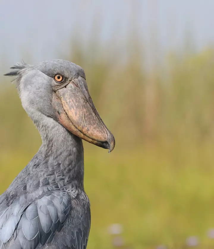 The human benefit of protecting unique birds | The Zoological