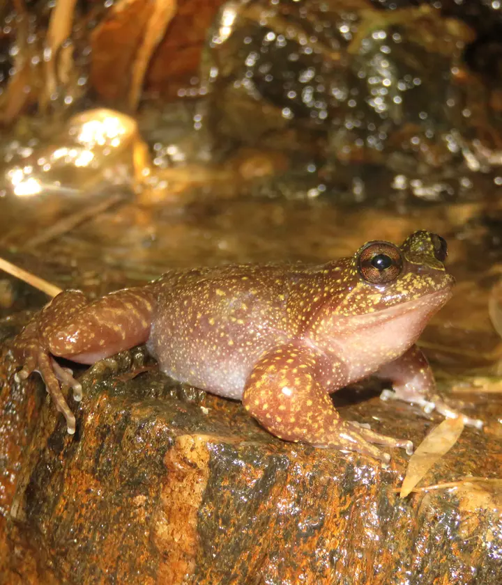 Barrio's frog conservation | The Zoological Society of London