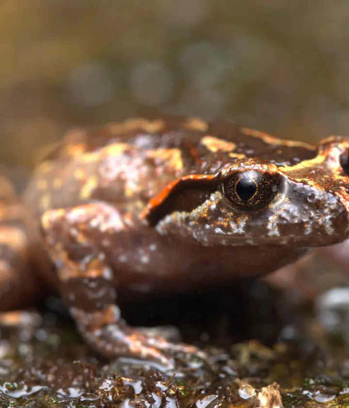 Frogs of Fansipan and beyond | The Zoological Society of London